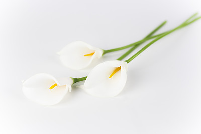 Calla Lily