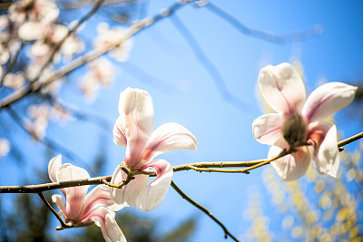 Beautiful magnolia flowers. Selective focus