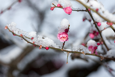 plum blossom