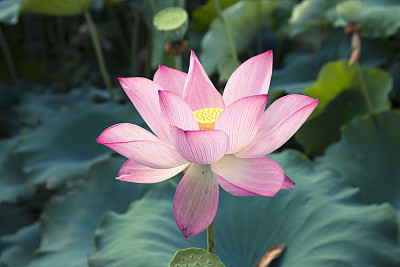 lotus flower bud