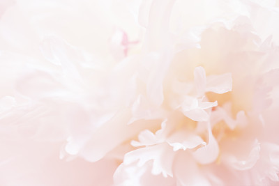 Peonies macro