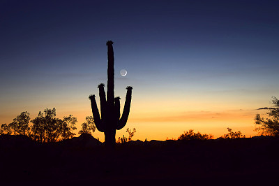 Saguaro Sunset