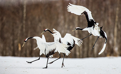 Group of Japanese cranes are standing on the snow.