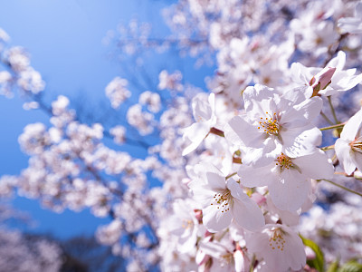 Cherry blossoms in full bloom in Ueno Park in Tokyo