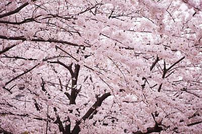 Cherry blossom