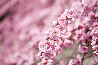Peach Blossom
