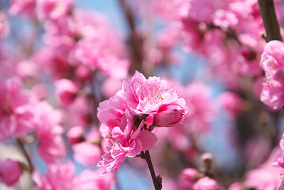 Peach blossoms outdoors sunny Japan