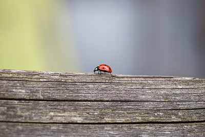 Ladybug