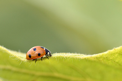 Ladybug on leave