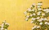 菊花茶图片