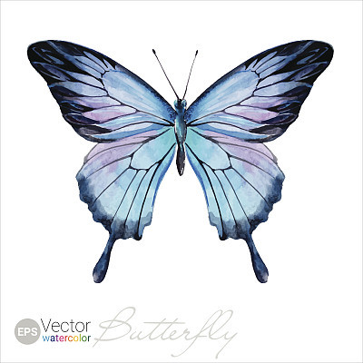 Vector Watercolor Butterfly The Ulysses butterfly
