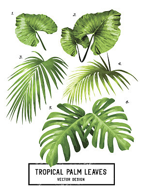 Tropical Vector Palm Leaves