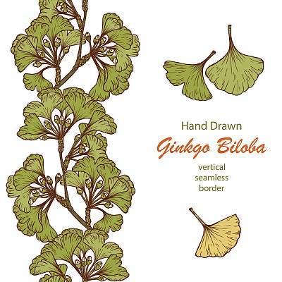 Hand drawn Medicinal plant Ginkgo Biloba Tree. Branches Vertical seamless border and Leaves set. Vector illustration.