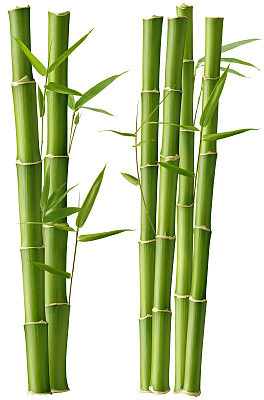 Bamboo Beauty