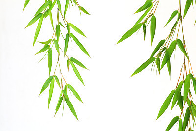 Bamboo leaves isolated on white