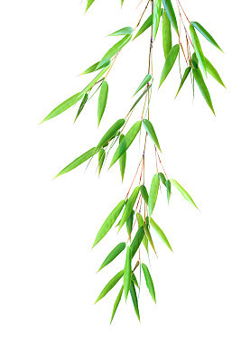 Bamboo leaves
