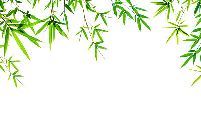 Bamboo leaves frame isolated on white background