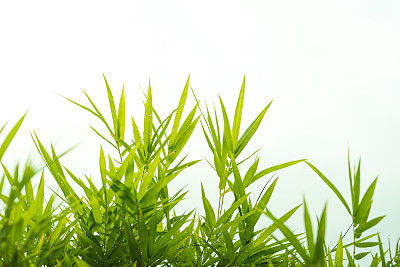 Bamboo leaves,Isolated on white background,