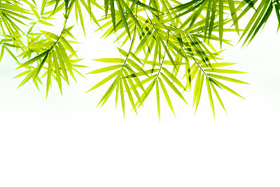 Bamboo leaves
