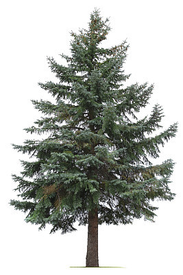 Pine Tree Isolated On White Background
