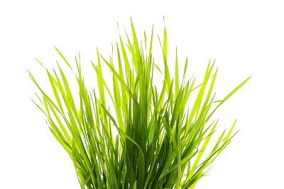 Grass on White