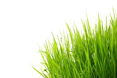 Grass on White