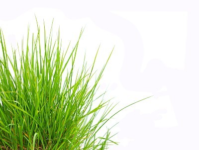 Green Grass Isolated on White Background
