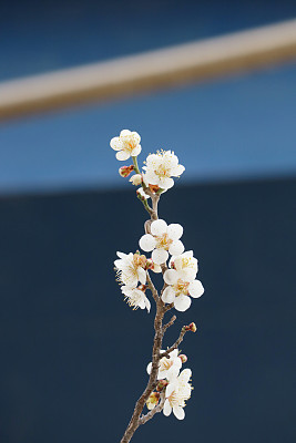 Plum Spring plum blossom, plum blossoms in full bloom, spring
