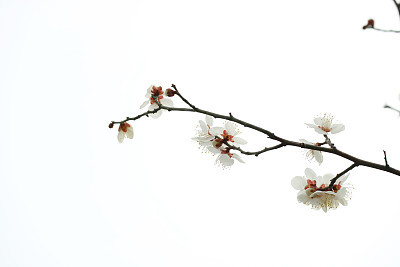 Plum Spring plum blossom, plum blossoms in full bloom, spring