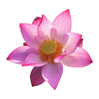 Lotus flower against white
