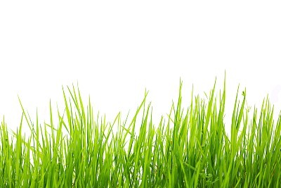 Green Grass Isolated on White Background