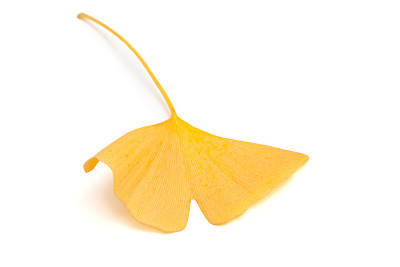 Autumn Ginkgo Leaf