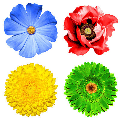 Set of 4 in 1 flowers isolated on white