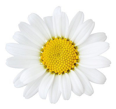 Daisy isolated inclusive clipping path