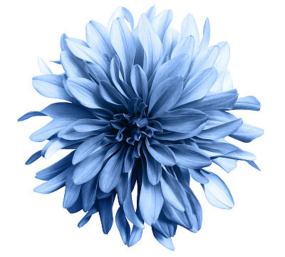 light blue flower on a white  background isolated  with clipping path. Closeup. big shaggy  flower. for design.  Dahlia.'n