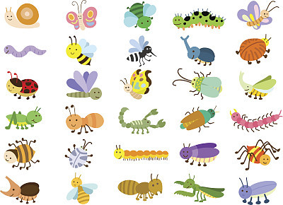 insect