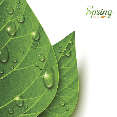 Macro view green leaves with water drops