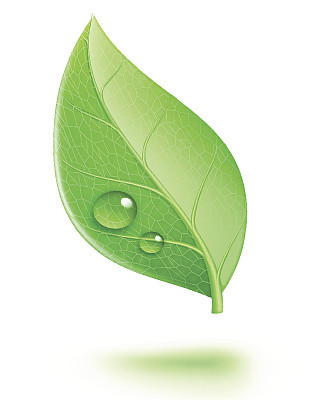 glossy green leaf