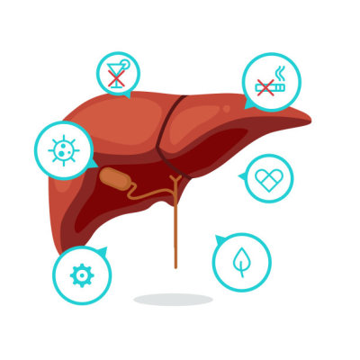 Liver vector illustration
