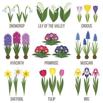 Spring flowers
