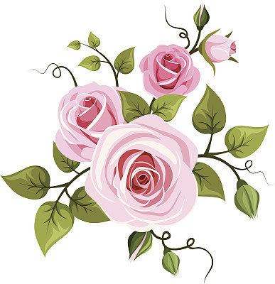 Pink roses. Vector illustration.