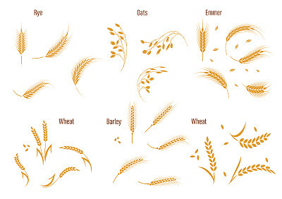 Wheat ear symbols for logo design.