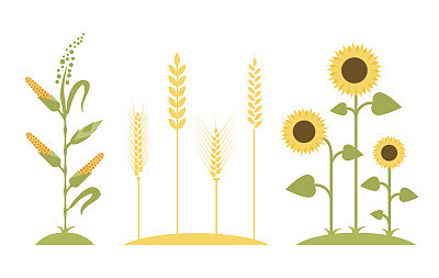 Wheat field. Sunflower icon cartoon. Corn tree - vector illustration. Flat design. Agricultural symbols. Concept for organic products label, harvest and farming, grain, bakery, healthy food.