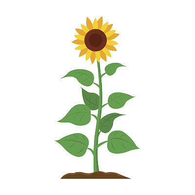 Sunflower icon cartoon. Single plant icon from the big farm,