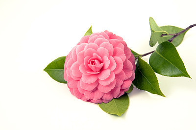 pink camellia