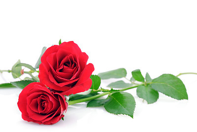 Red Roses on white with copy space