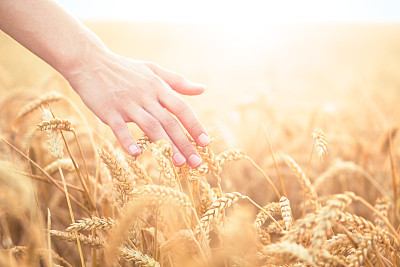 Hand touching wheat plants in a field