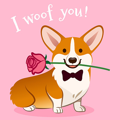 Corgi dog with rose flower in mouth Valentine's day card vector cartoon. Cute sitting corgi puppy on pink background. Funny humorous love, pets, animals, Valentine's day theme design element.