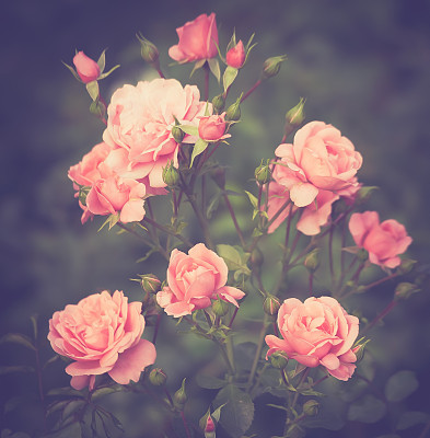 buds pink shrub roses
