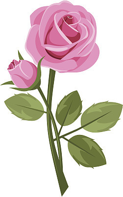 Pink rose with stem isolated on white. Vector illustration.